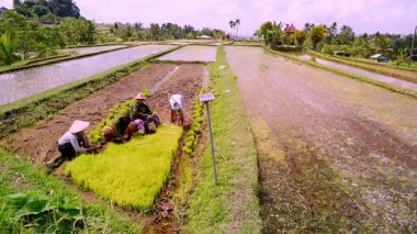 Tabanan, Bali, Endonezya Ekim 23, 2024: Balili kadınlar geleneksel tarım uygulamaları ve toplumsal tarımsal işgücü uygulamalarını sergilemek için çocuk yuvasından taze pirinç fideleri çıkarıyorlar.