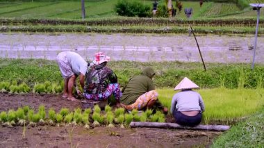 Tabanan, Bali, Endonezya Ekim 23, 2024: Balili kadınlar geleneksel tarım uygulamaları ve toplumsal tarımsal işgücü uygulamalarını sergilemek için çocuk yuvasından taze pirinç fideleri çıkarıyorlar.