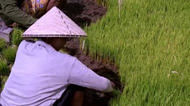 Tabanan, Bali, Endonezya Ekim 23, 2024: Balili kadınlar geleneksel tarım uygulamaları ve toplumsal tarımsal işgücü uygulamalarını sergilemek için çocuk yuvasından taze pirinç fideleri çıkarıyorlar.