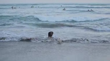 Batu Bolong Sahili, Canggu, Bali, Endonezya 'da sığ sularda oynayan iki köpek.
