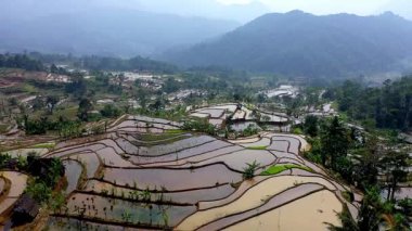 Pirinç tarlalarının havadan görüntüsü Kasepuhan Pasir Eurih, Banten 'de ekime hazır. Sabah sisi dingin ve doğal bir tarım manzarası yaratıyor..