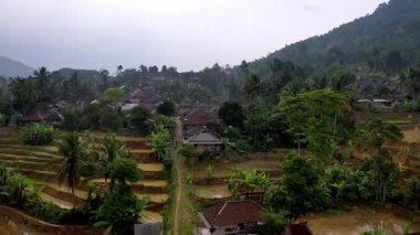 Pirinç tarlalarının havadan görüntüsü Kasepuhan Pasir Eurih, Banten 'de ekime hazır. Sabah sisi dingin ve doğal bir tarım manzarası yaratıyor..