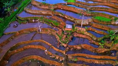 Sabah Kasepuhan Pasir Eurih, Lebak, Banten 'de ekilmeye hazır pirinç tarlaları üzerinde daireler çizen hava manzarası kırsal ahenk ve geleneksel tarım manzarasını gözler önüne seriyor..