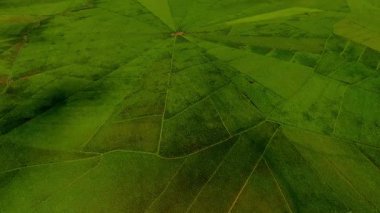 Cancar Köyü, Ruteng, Manggarai, Doğu Nusa Tenggara, Endonezya 'daki Lodok veya örümcek ağı pirinç tarlalarının havadan görüntüsü. Geometrik desenlerde geleneksel arazi bölme sisteminin gösterimi.
