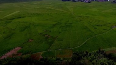 Cancar Köyü, Ruteng, Manggarai, Doğu Nusa Tenggara, Endonezya 'daki Lodok veya örümcek ağı pirinç tarlalarının havadan görüntüsü. Geometrik desenlerde geleneksel arazi bölme sisteminin gösterimi.