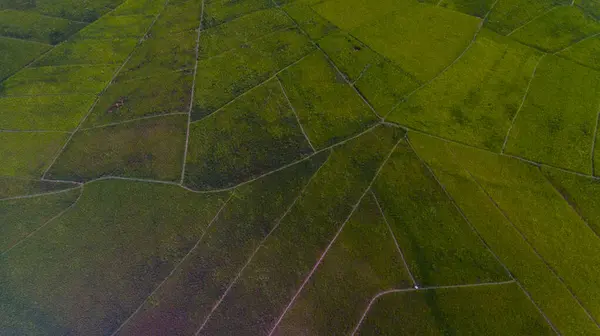 Lodok, Endonezya 'nın Doğu Nusa Tenggara kentindeki Cancar Village' da bulunan geleneksel bir arazi bölümüdür. Yukarıdan bakıldığında, pirinç tarlaları yerel kültüre özgü çarpıcı bir örümcek ağı deseni oluşturuyor..