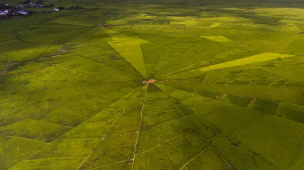 Lodok, Endonezya 'nın Doğu Nusa Tenggara kentindeki Cancar Village' da bulunan geleneksel bir arazi bölümüdür. Yukarıdan bakıldığında, pirinç tarlaları yerel kültüre özgü çarpıcı bir örümcek ağı deseni oluşturuyor..
