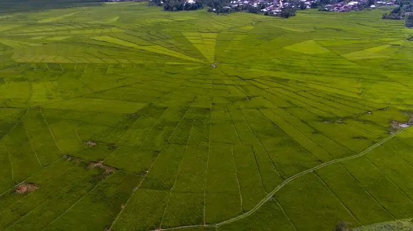 Lodok, Endonezya 'nın Doğu Nusa Tenggara kentindeki Cancar Village' da bulunan geleneksel bir arazi bölümüdür. Yukarıdan bakıldığında, pirinç tarlaları yerel kültüre özgü çarpıcı bir örümcek ağı deseni oluşturuyor..