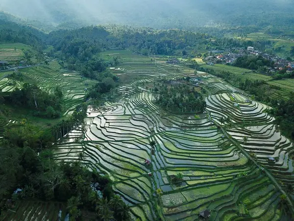 Jatiluwih, Tabanan, Bali, subak sulama sistemi Jatiluwihs 'in pirinç tarlalarını, Balis geleneksel tarlalarını ve UNESCO mirasını korumasını sağlıyor..