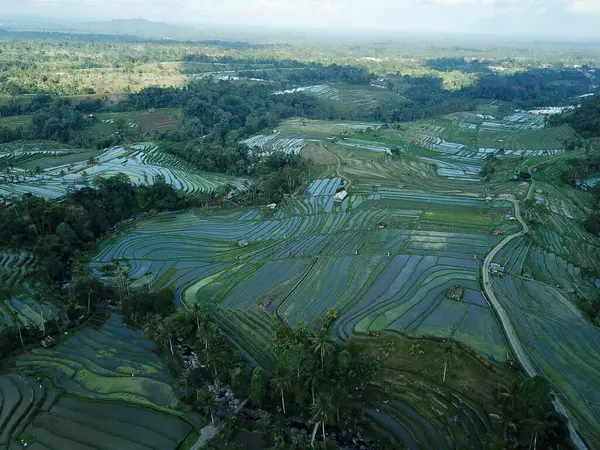 Jatiluwih, Tabanan, Bali, subak sulama sistemi Jatiluwihs 'in pirinç tarlalarını, Balis geleneksel tarlalarını ve UNESCO mirasını korumasını sağlıyor..