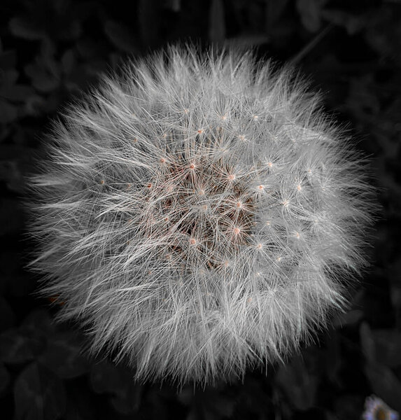 Close-up of dandelion flower