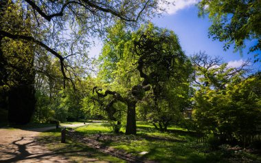 Botanik bahçesindeki Japon pagoda ağacı