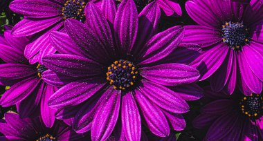 OSTEOSPERMUM mor afrikalı papatya