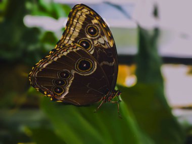 Caligo Eurilocus, yeşil arka planda kelebek