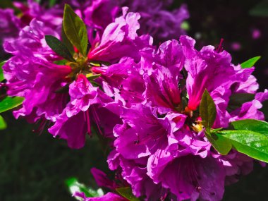 Çiçeklenen Rhododendron çiçeğinin canlı morumsu görüntüsü