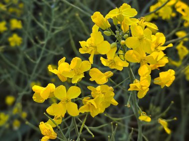 İlkbaharda çiçek açan kolza tohumu çiçeklerine (Brassica napus) yakın plan