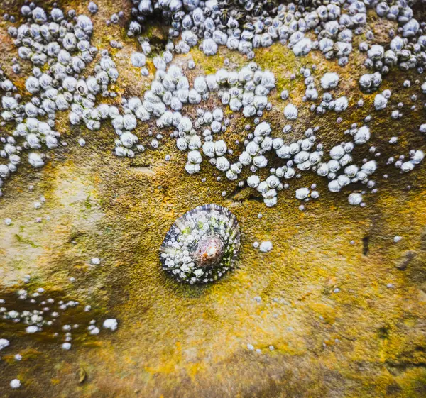 Kuzey Fransa 'da kıyı kayaları üzerinde yaygın deniz anası ve kaya midyeleri