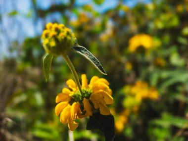 Phlomis fruticosa çiçeği ve tomurcuğu güneş ışığında