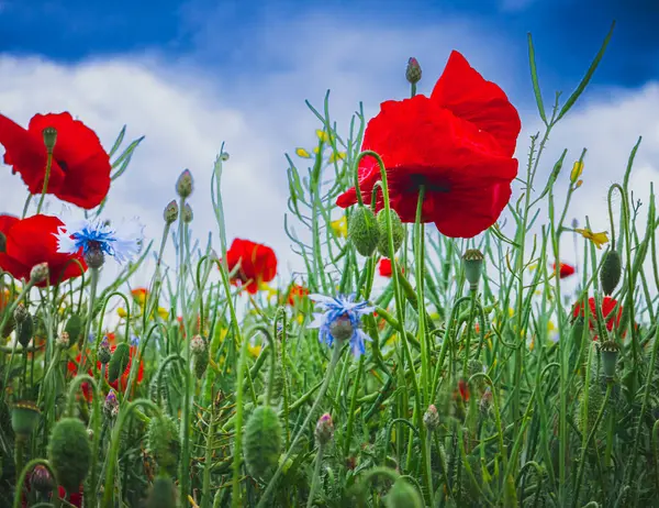 Düşük açılı kırmızı gelincik makrosu ve mavi çiçek yazın açar.