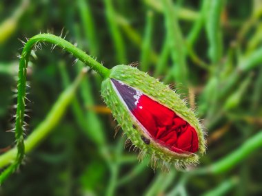 Kırmızı gelincik çiçeği tomurcuğunun makro 'su PAPAVER RHOEAS