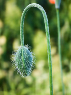 Yeşil gelincik çiçeği tomurcuklanmadan önce PAPAVER RHOEAS makro yakın plan