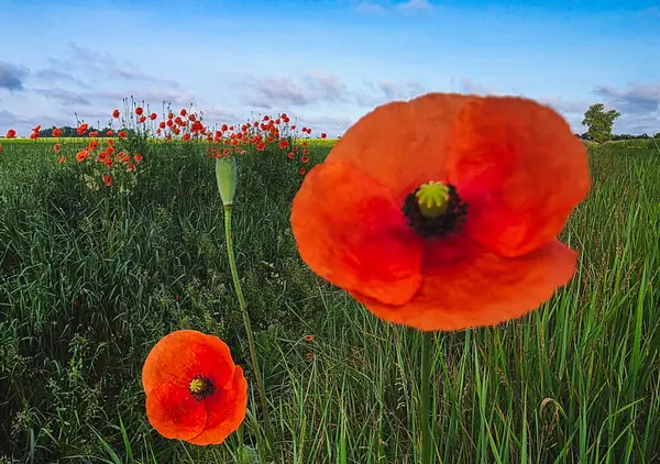 Mavi Gök Altında Vahşi Kırmızı Haşhaş Tarlası Yaz Arazilerinde PAPAVER RHOEAS