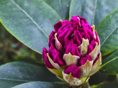 RHODODENDRON çiçek tomurcuğu erken çiçek safhasında yumuşak yeşil arka planla