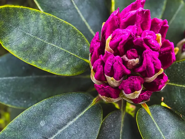 RHODODENDRON çiçek tomurcuğu koyu yeşil yapraklarla yakın çekim