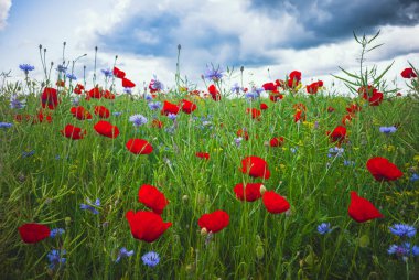 Dramatik Gökyüzü Altında Çiçekli Gelincik ve Çiçek Çayırı