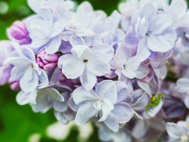 Küçük Örümcekli Leylak Çiçekleri (SYRINGA VULGARIS)