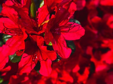 Makro Fotoğrafçılık 'ta Tek Kırmızı Azalea Çiçeği