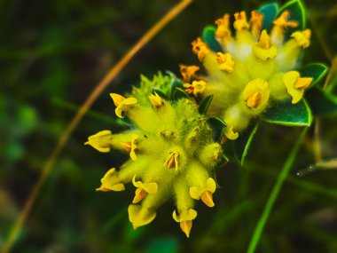 ANTHYLIS VULNERARIA - Böbrek Vetch Çiçek Makro Yakın plan