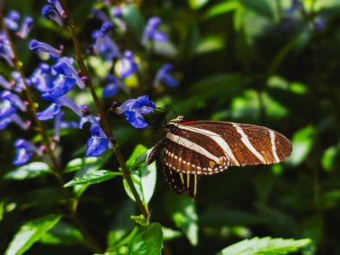 ZEBRA Kelebeğin Uzun Kanatları PURPLE SALVİYA ÇİÇEKLERİNDE KUŞUYOR
