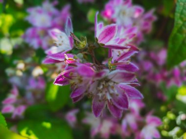 Pembe DEUTZIA Çiçeklerinin Canlı Bokeh Arkaplanına Yakın Görüntüsü