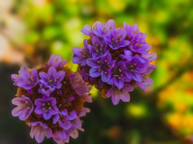 ARMERIA MARITIMA 'nın Kapanışı Mor Çiçekler