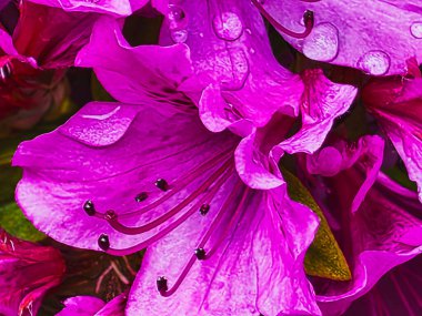 RHODODENDRON 'un Aşırı Makro Kapanışı Su Damlaları ile Pembe Azalea Yaprakları
