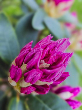 Rododendron Çiçeği Bud Yakın plan