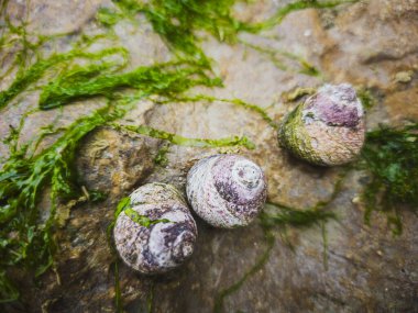 Coastal Rock 'ta Periwinkle Salyangoz Üçlüsü