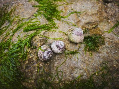 Deniz yosunuyla Coastal Rock 'ta Periwinkle Salyangozları