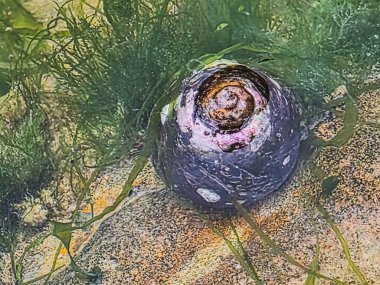 Tidal Pool 'da Pembe Salyangoz Yakın Çekimi