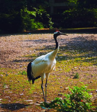 Kırmızı taçlı vinç Grus japonensis güneş ışığında yerde duruyor Leipzig Hayvanat Bahçesi 2025-05-31