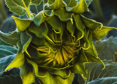 Açılmamış bir ayçiçeği tomurcuğunun güzel ayrıntıları gösteren makro resmi