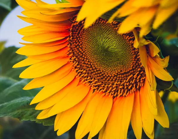 Canlı bir ayçiçeğinin çiçek açtığı yakın plan.