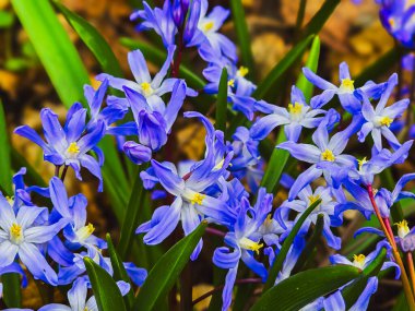 Çiçek açan Chionodoxa Luciliae çiçekleri.