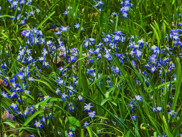 Çiçek açan Chionodoxa çiçekleri canlı bahar yeşili çimlerde