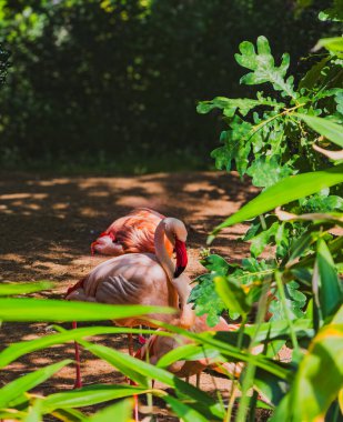 Yumuşak güneş ışığında tropik yaprakların arasından görünen flamingolar. 