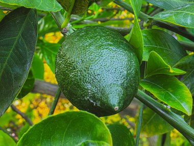 Olgunlaşmamış limon ağaçta asılı yeşil yaprakların arasında