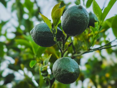 Kıbrıs 'ta limon ağacında yetişen olgunlaşmamış limonlar. Yakın plan., 