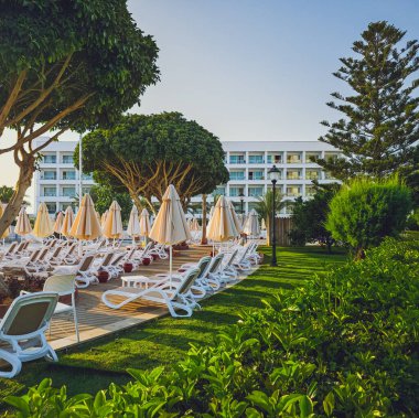 Ormandaki bir ağaç kütüğünde büyüyen Sülfür Tuft Mantar Kümesi (Hypholoma fasciculare)