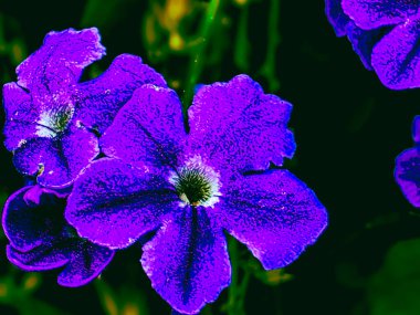 Menekşe DURANTA desenli soyut çiçek arızası, dijital olarak geliştirilmiş